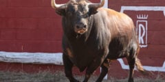 Bull